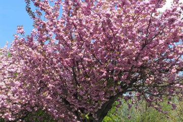 9_Kirschblüte im Holzweg